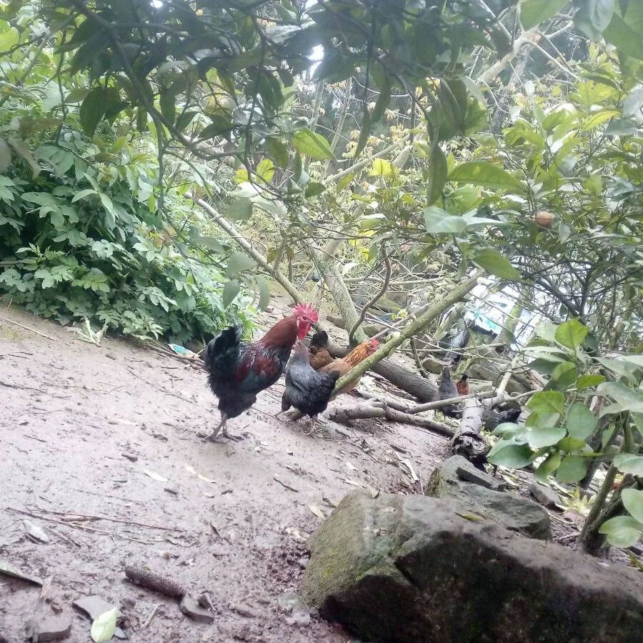 农村土鸡散养可炖汤 包冰率不含冰