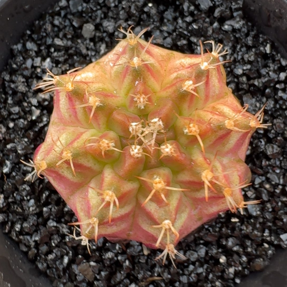 米哈实生自然锦泰国进口轮回