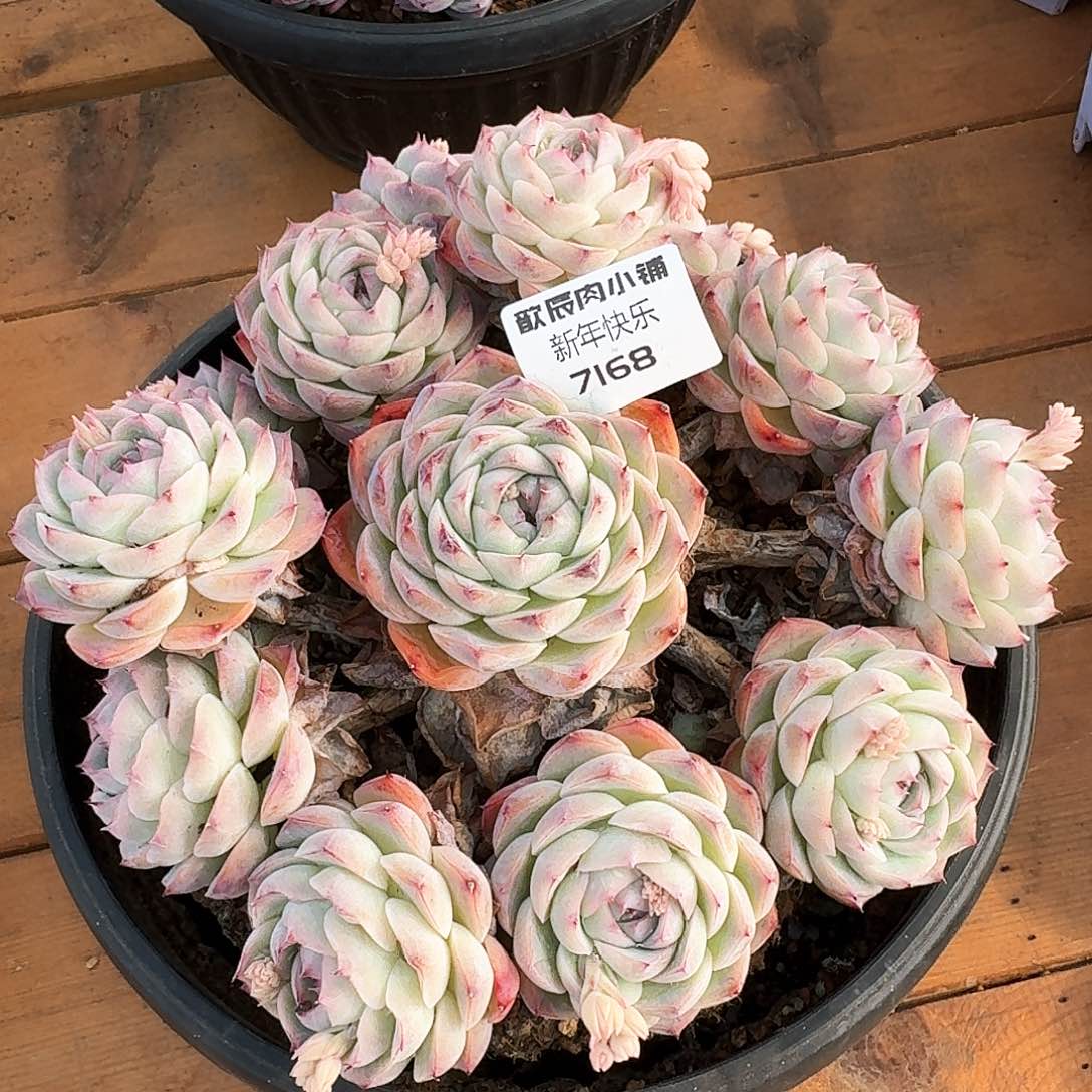 多肉植物水晶玫瑰群7168