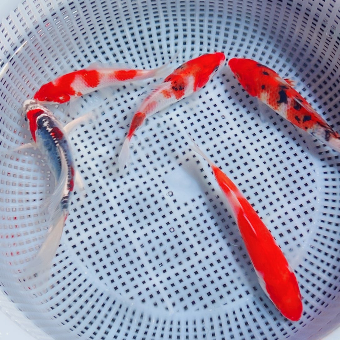 锦鲤锦鲤观赏鱼6666