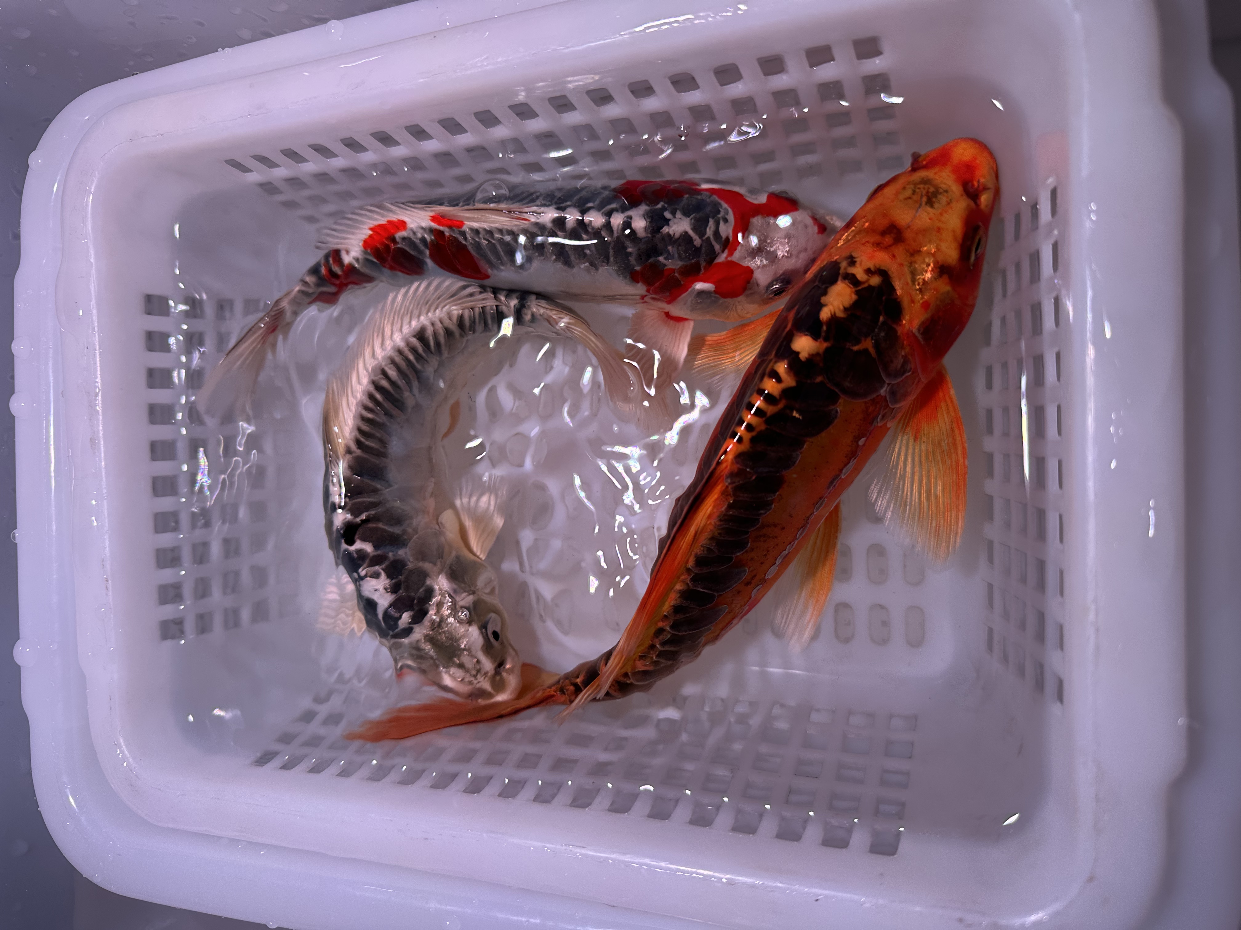 【三条装15-20】德系彩龙少鳞锦鲤观赏鱼冷水鱼淡水鱼活体顺丰包邮