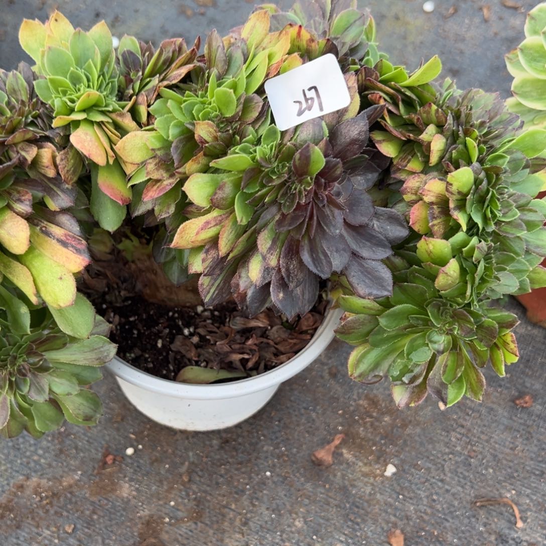 文***成267花月夜缀多肉多肉多肉