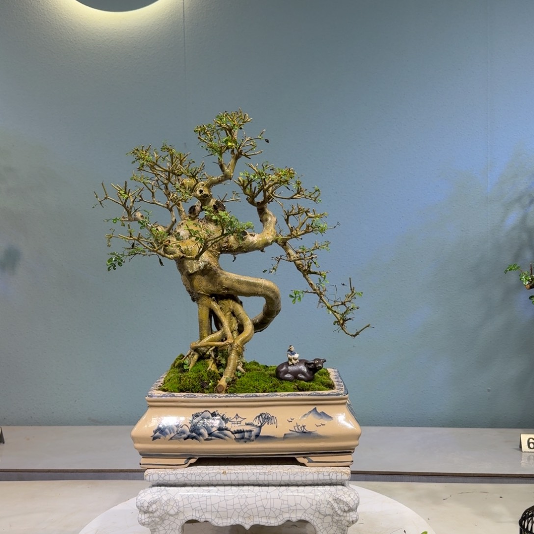 晟***技无花朵白蜡盆景560