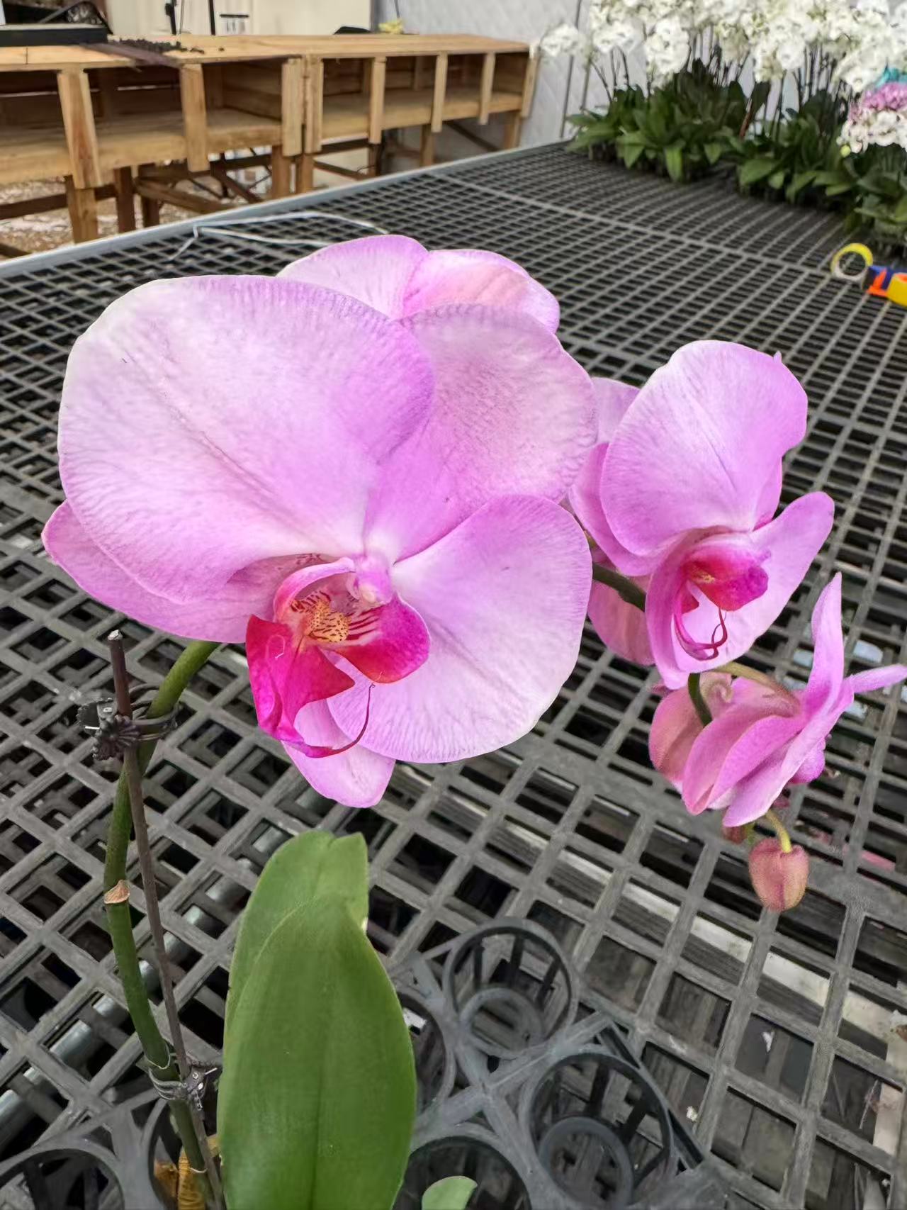 蝴蝶兰【倾城】昆明直发