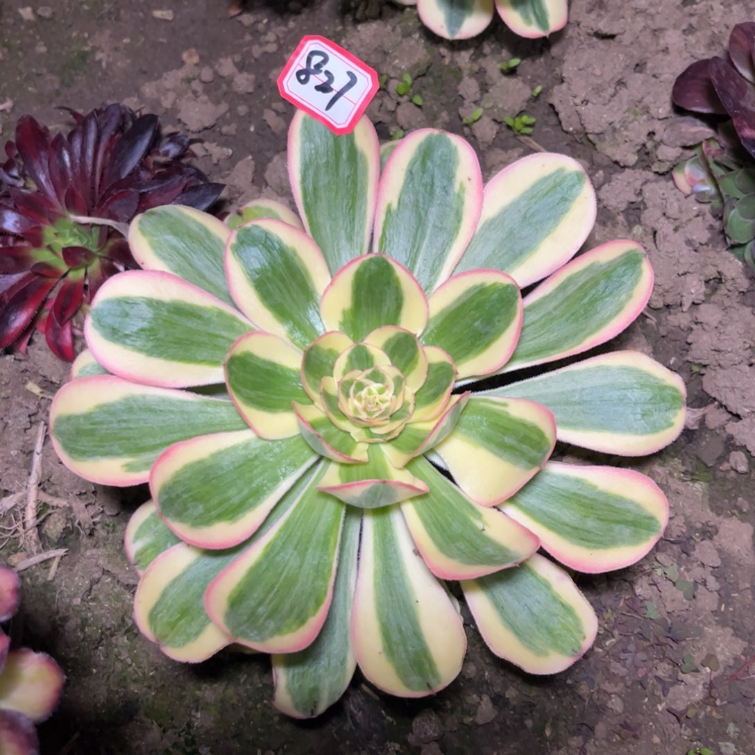827多肉植物王妃