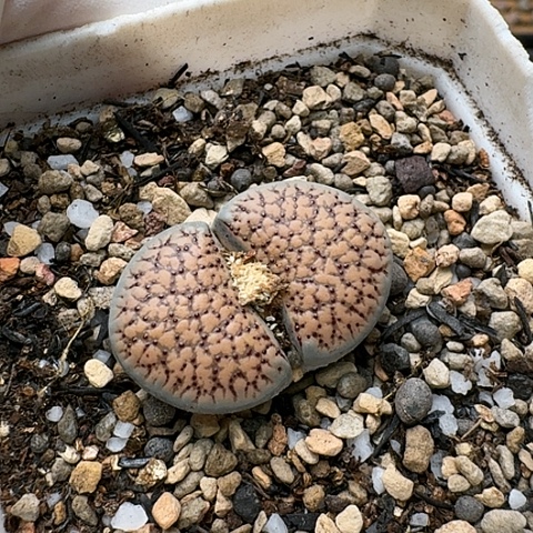 3653，159朝贡玉带血点母本带盆