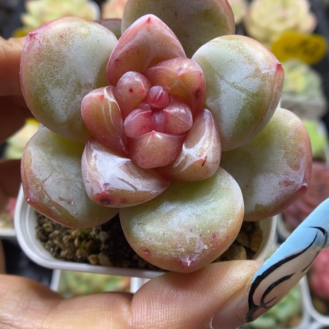 宝石心珍妮5528号。   