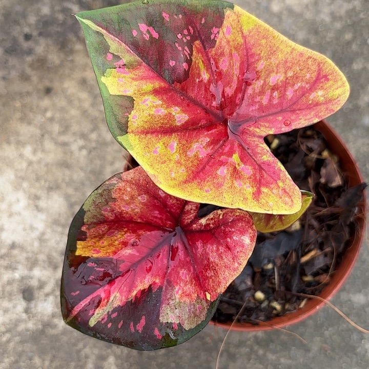 29-1229晚安广东现货