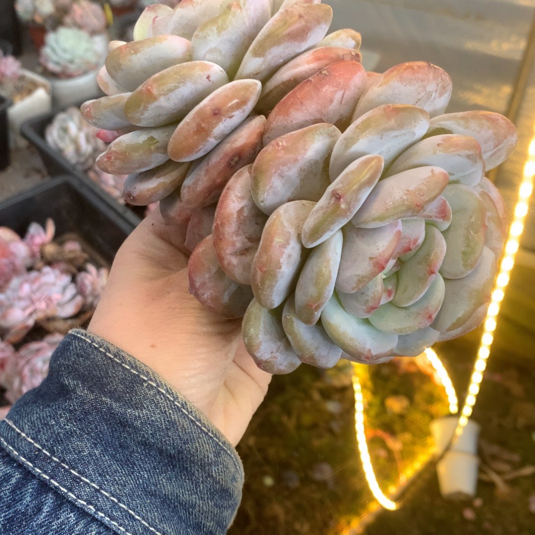 花花花花花花花石榴籽