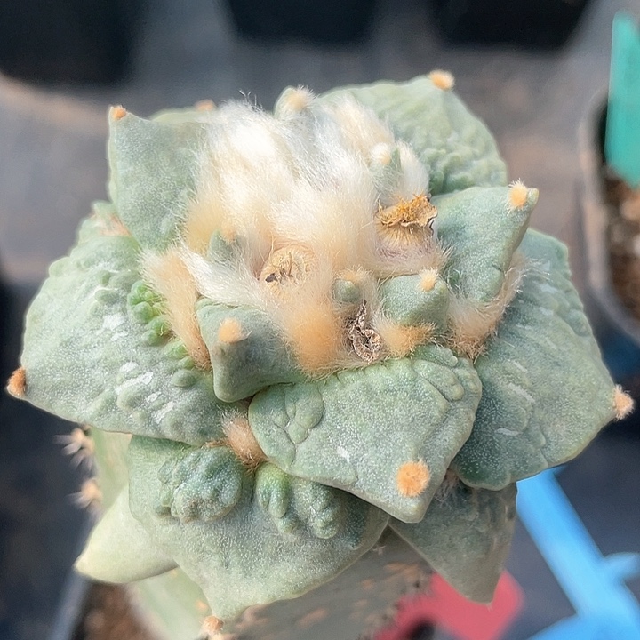 仙人球袖浦接怒涛6.4公分165