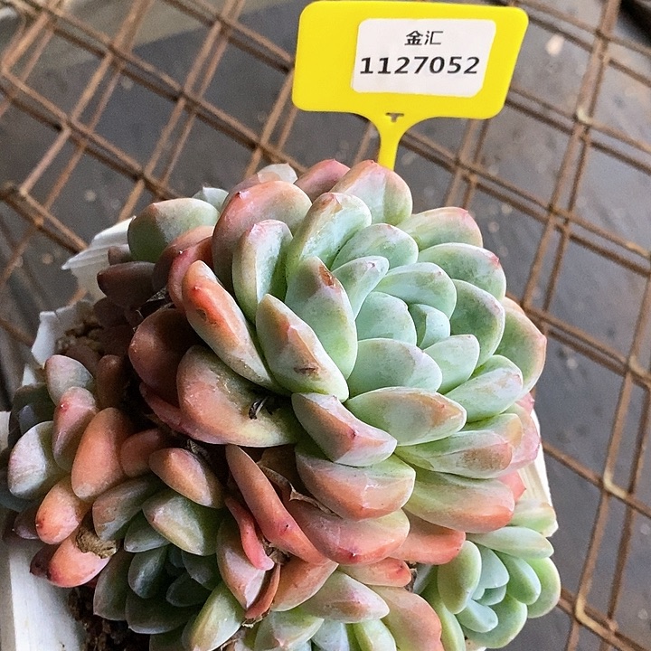 福利多多。1127052