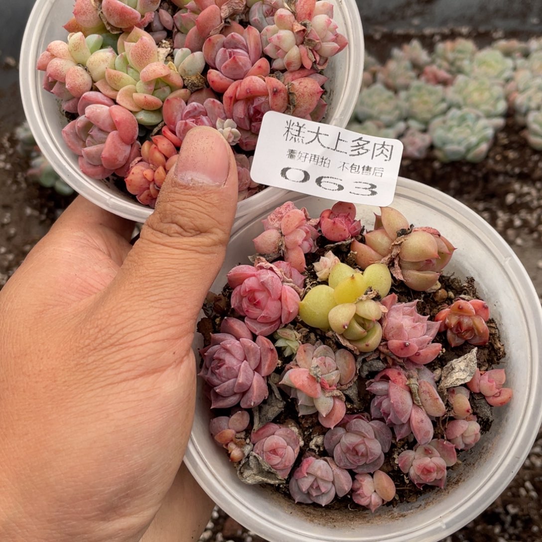 糕大上多肉植物63