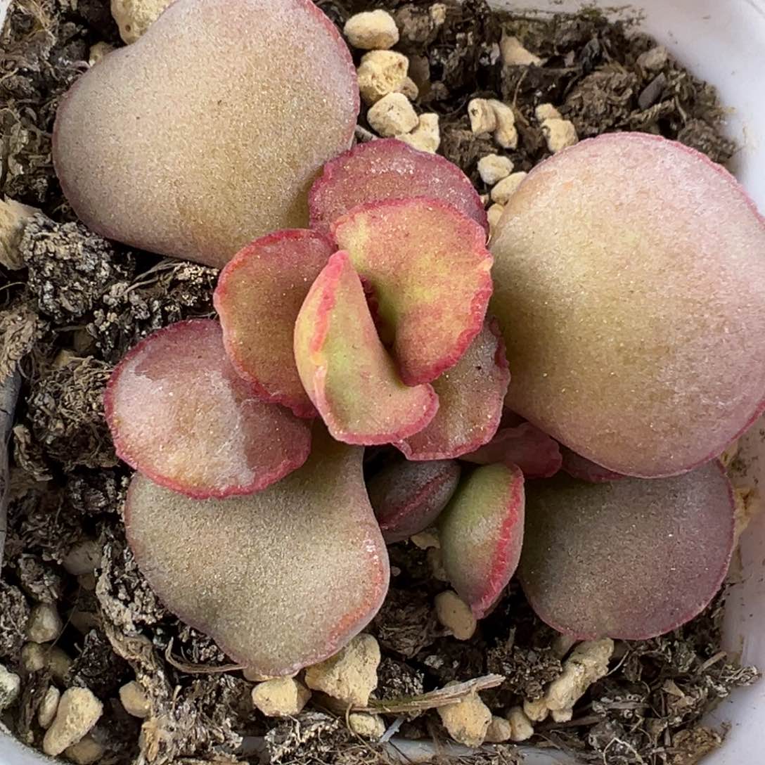 老桩大蕾丝红蛋多肉植物