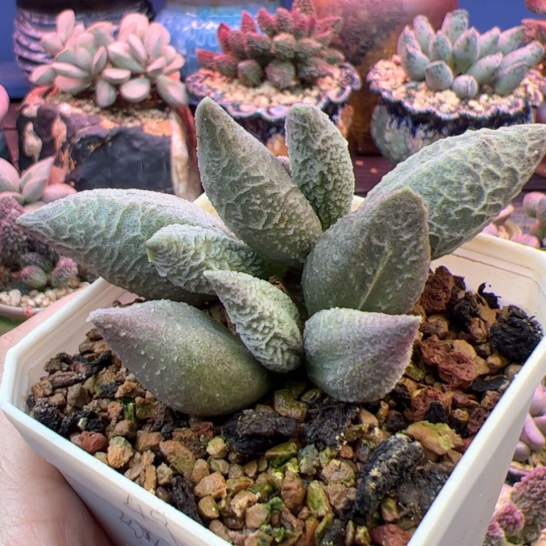 融化纹冰淇淋。                