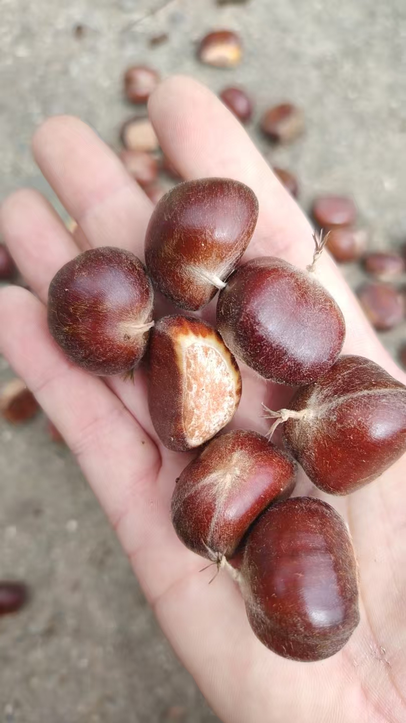 新鲜迁西板栗可生吃香甜粉糯的零食坚果