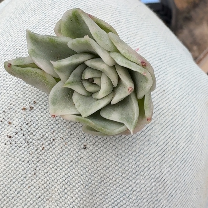 麦秆一物一拍好看