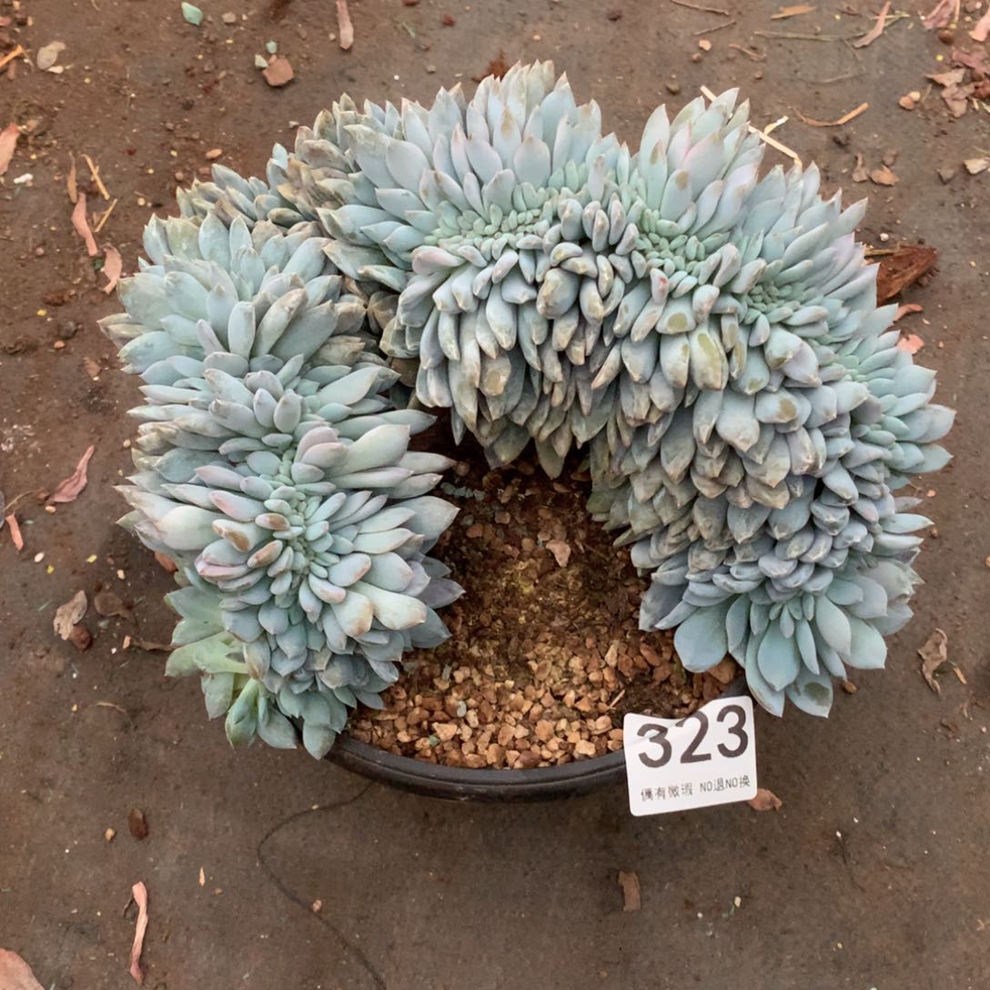 323橙子缀化多肉植物