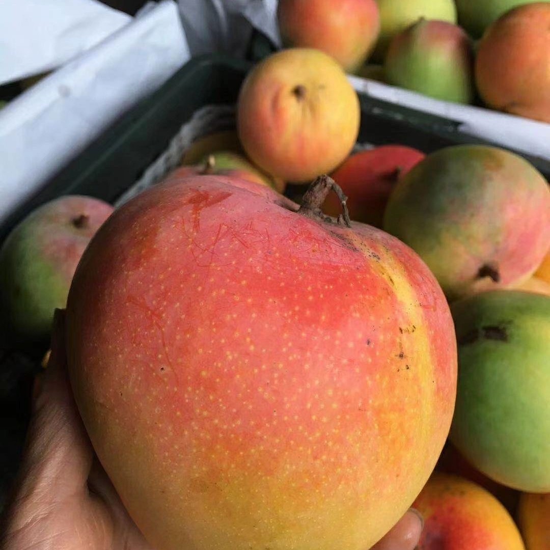 攀枝花凯特芒果 苹果芒 一个约1.7斤左右