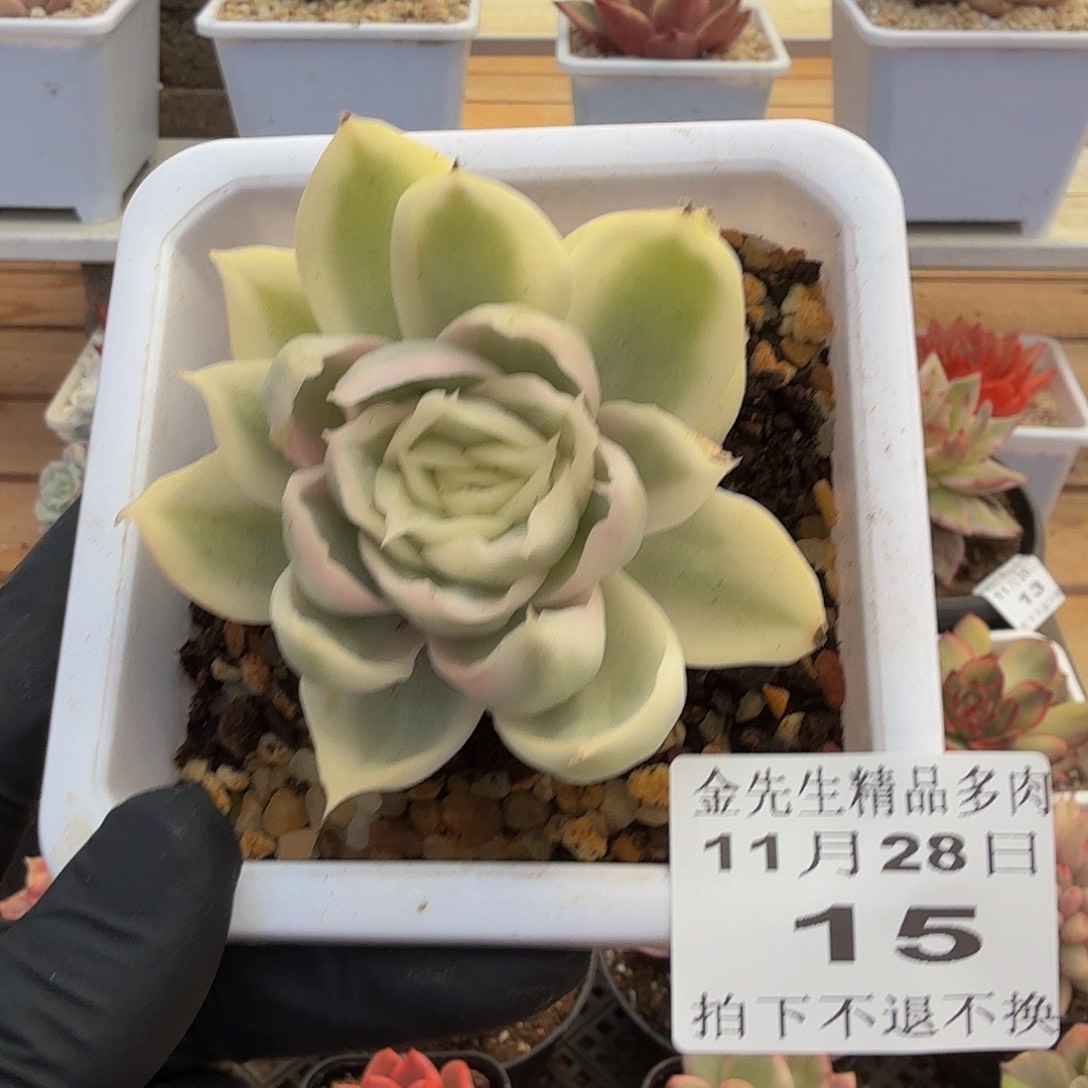 1128-15珍珠玛丽亚锦