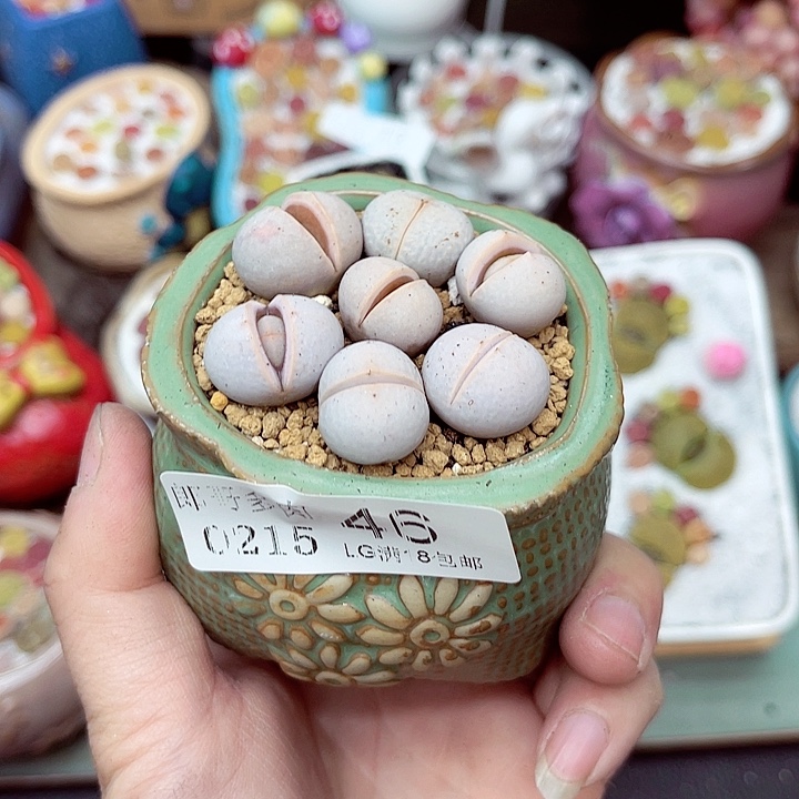 郎哥多肉生石花15-46