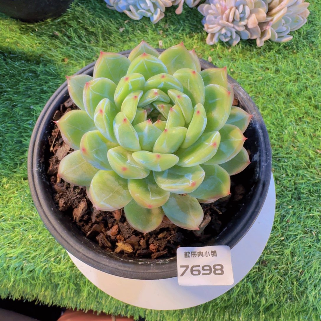 多肉植物雪花珍妮7698