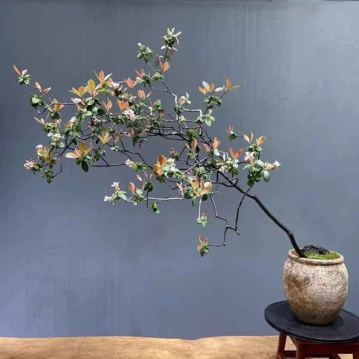 海岛春花石斑木，石枫，栀子花生桩老桩盆栽绿植花卉阳台庭院景观