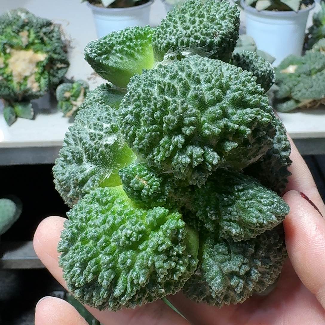 【闪购商品】无花朵汇**浦大尤哥斯拉968