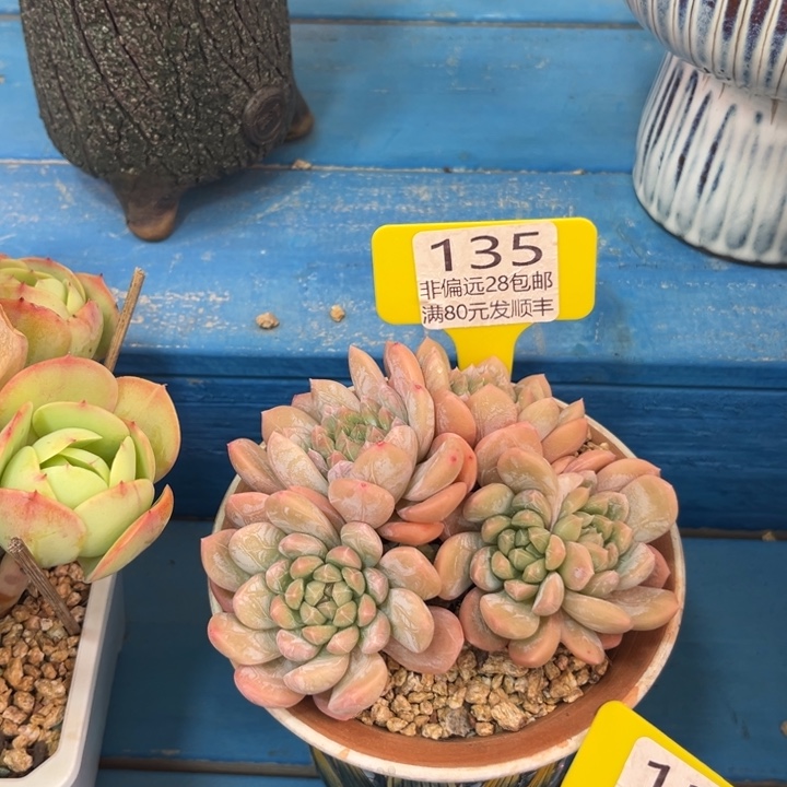 大135、bcvbbnbnnnm