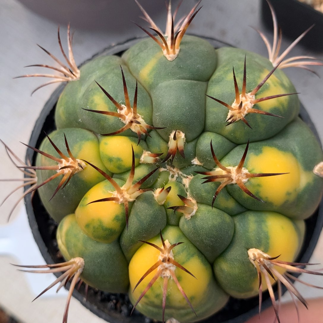 仙人球仙人球仙人球仙人球