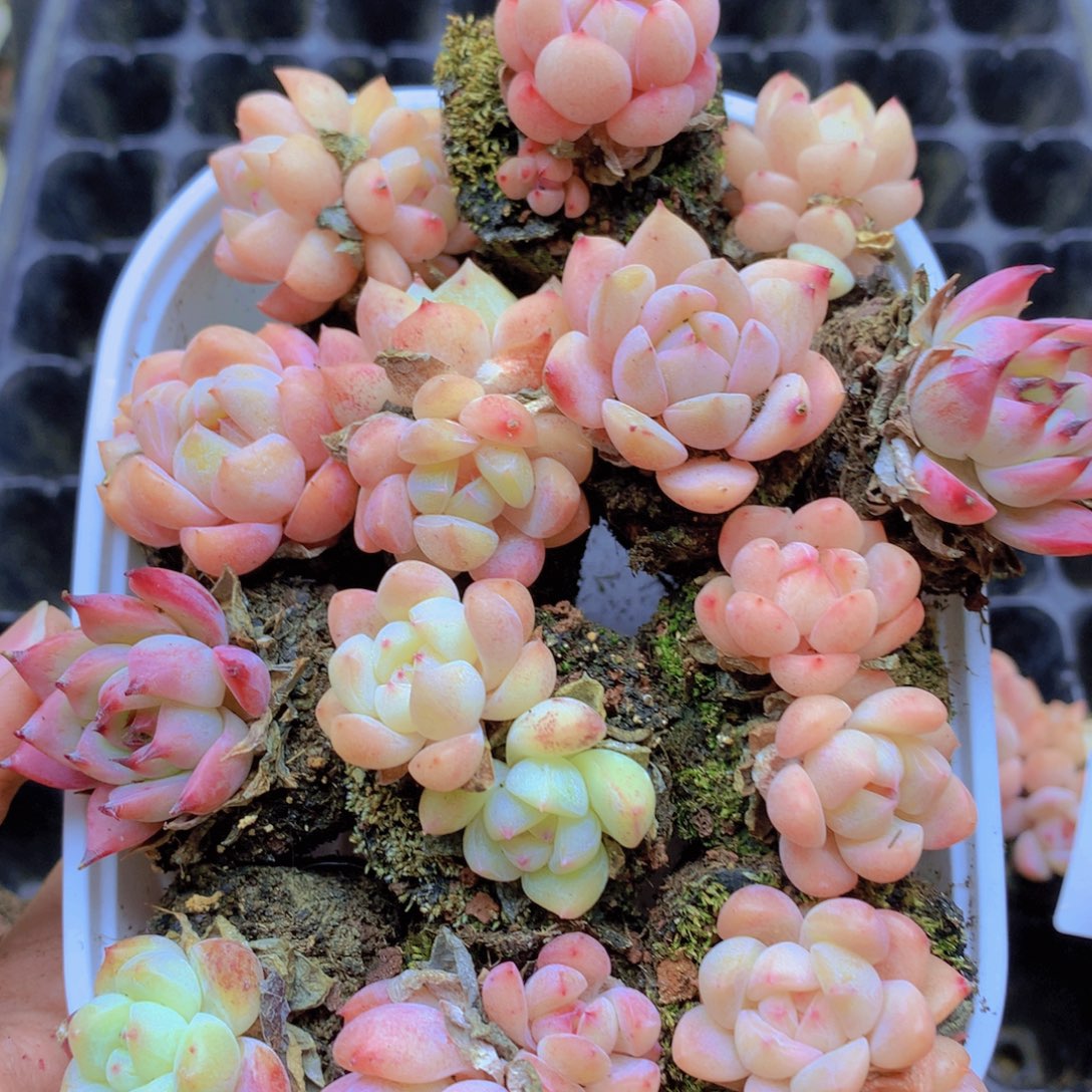 我要睡觉啦晚安了晚安啦晚安008