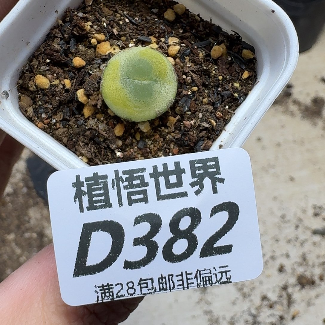 多肉植物的人生tgh