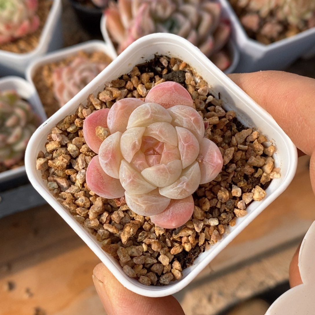 精品多肉一物一拍不包整191