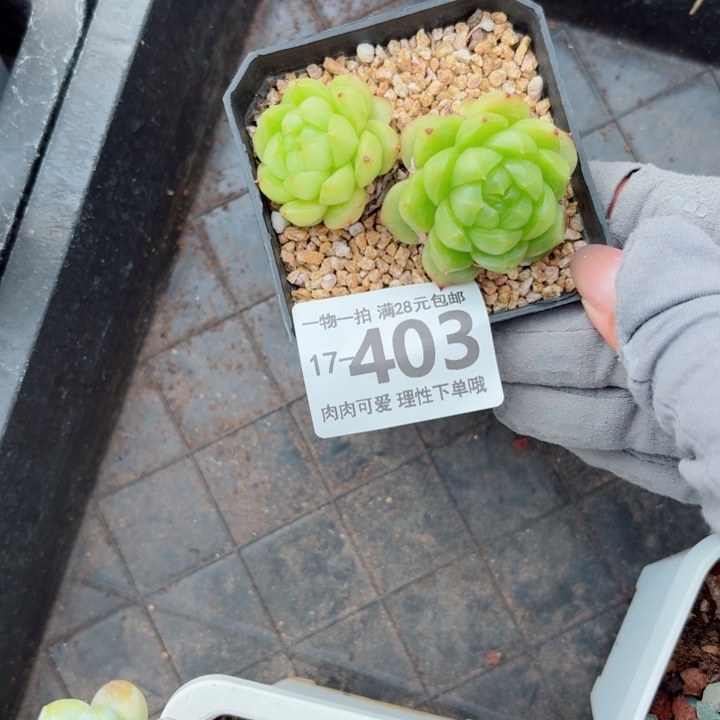灯泡珍妮无盆土发货多肉多