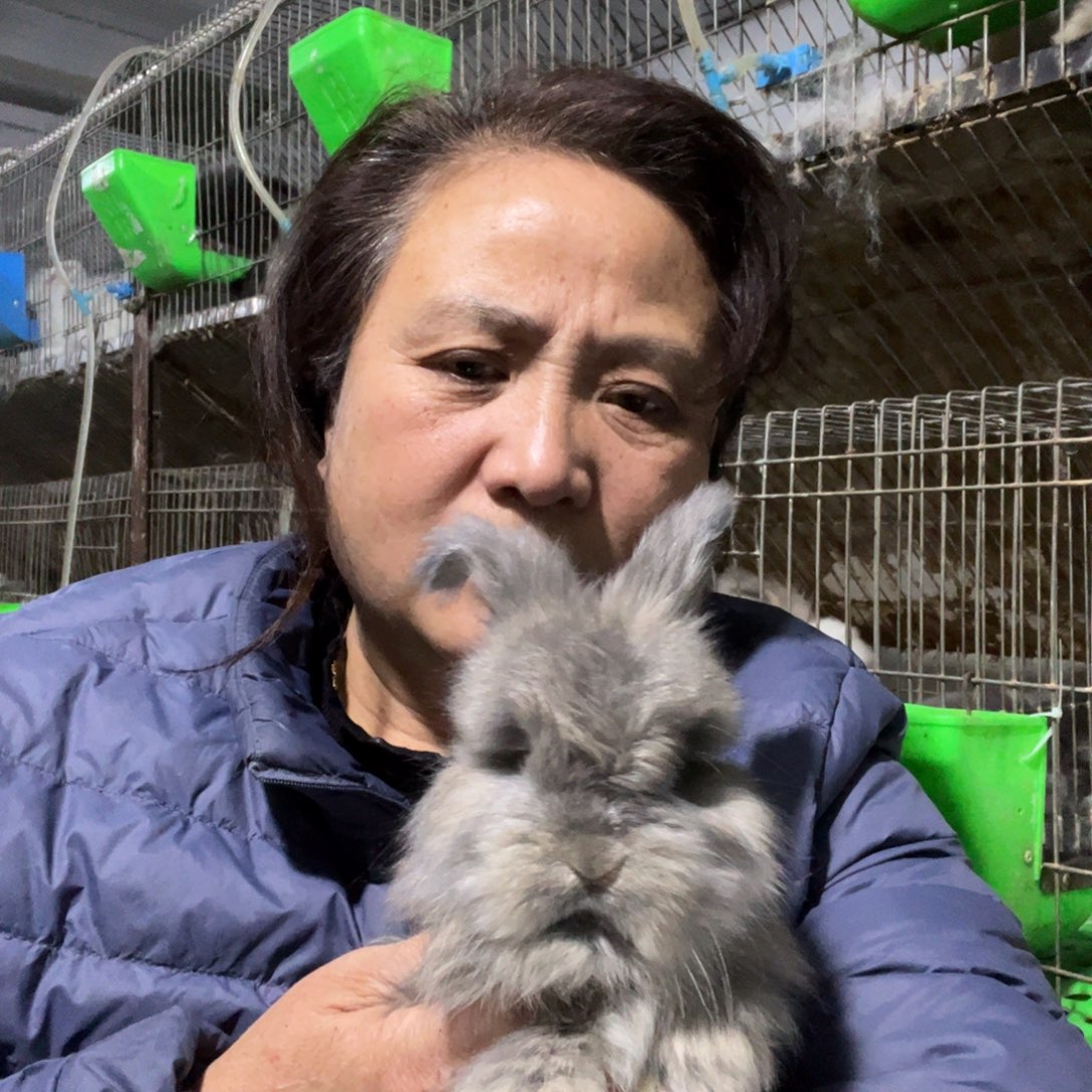 宠物兔英系安哥拉兔