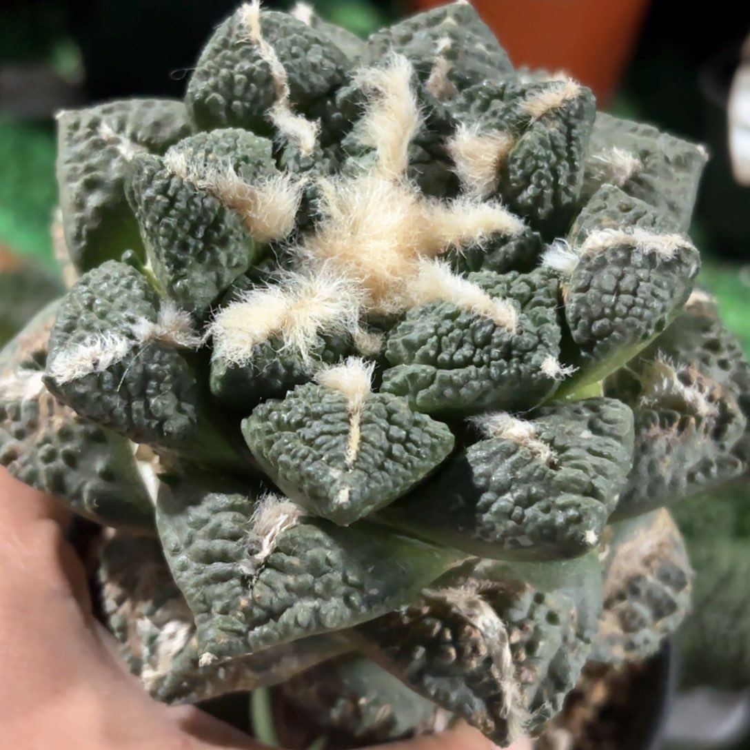 龟甲牡丹仙人球057