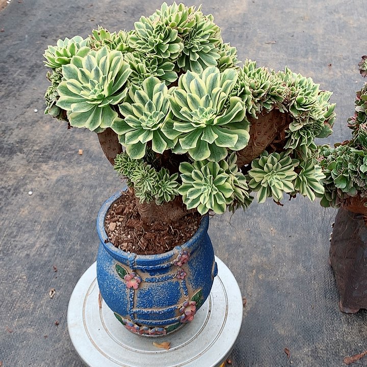 微瑕碧玉朵朵脱土发货