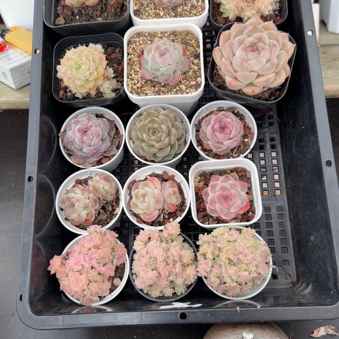 框拍框拍0215-104