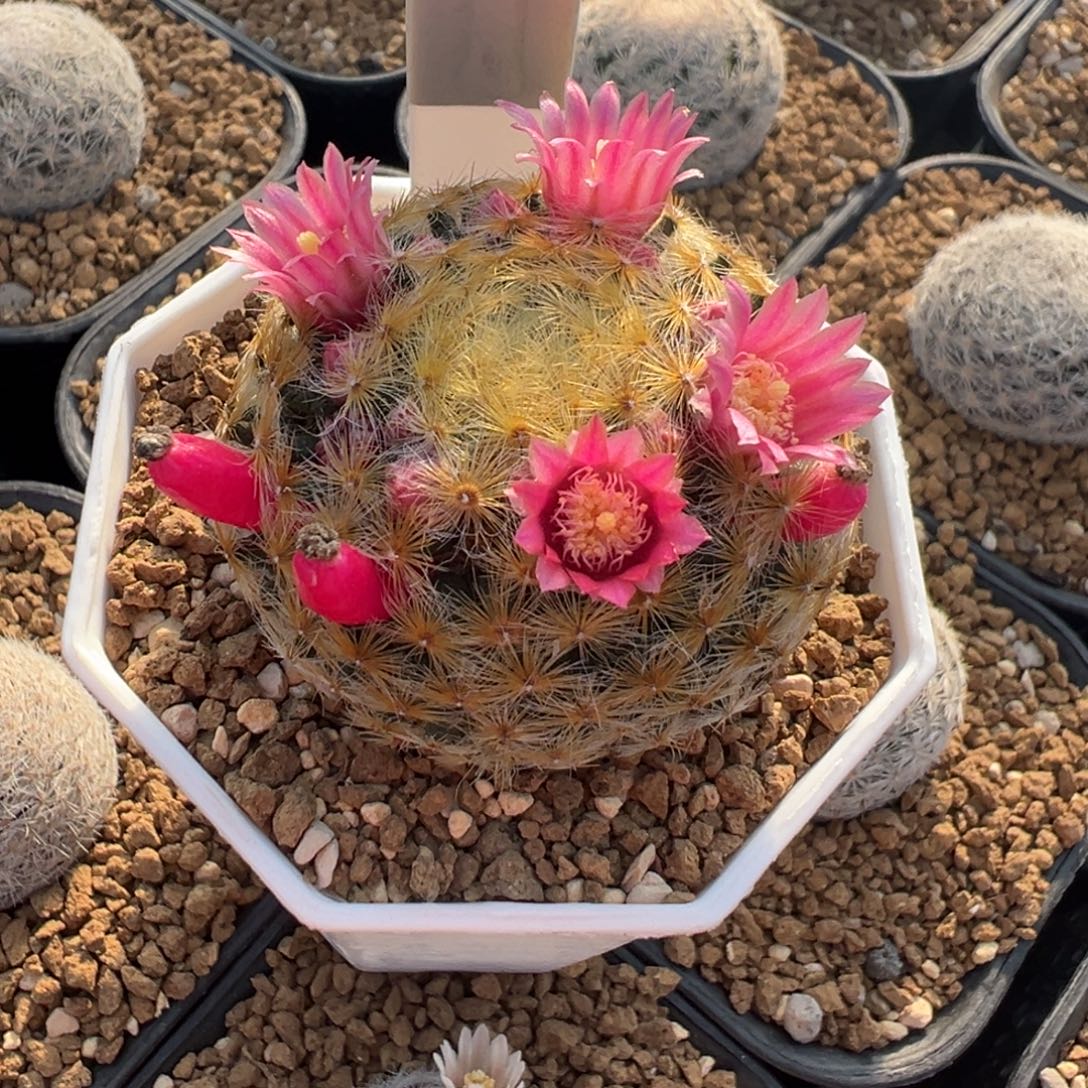 274实生根美花明星多肉植物带盆土