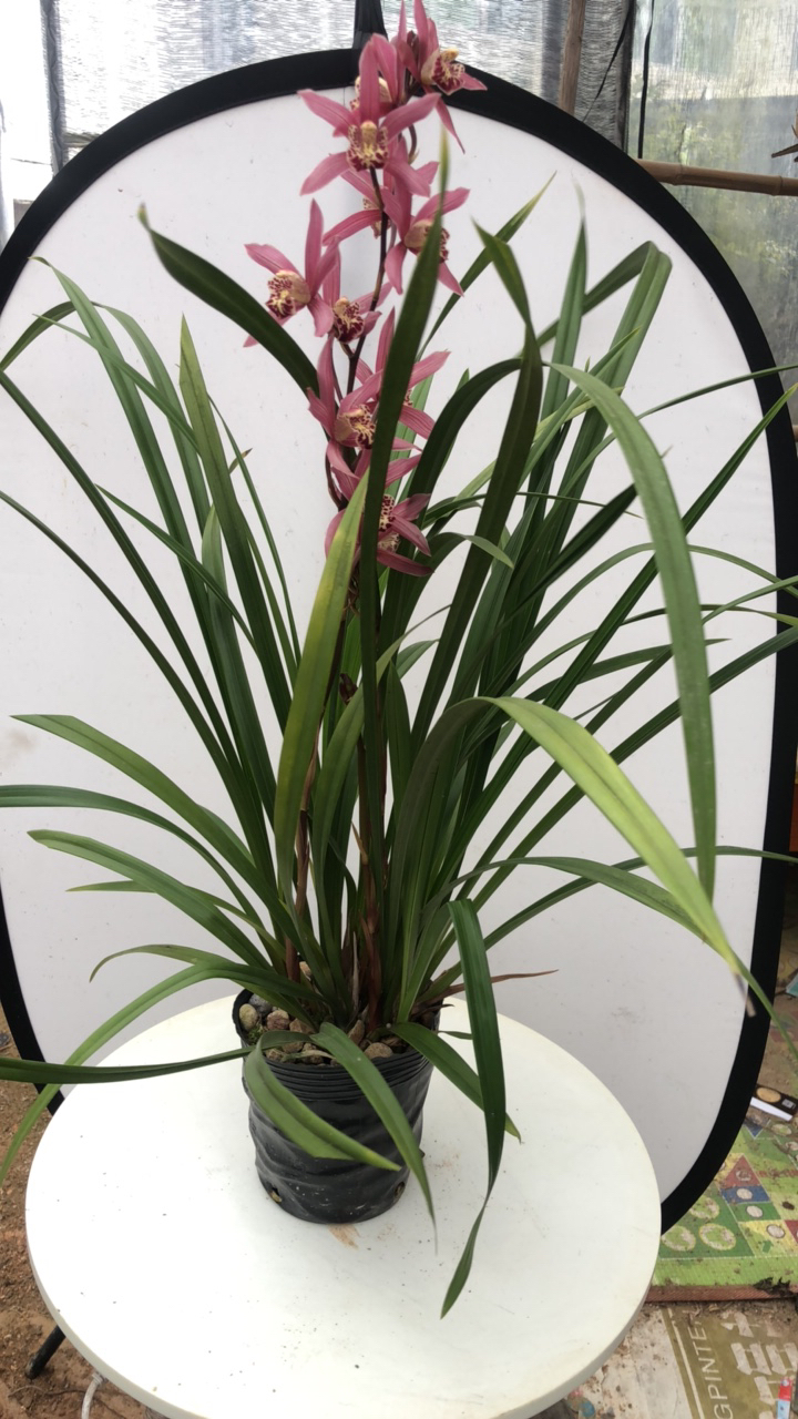 浓香兰花盆栽室内观赏植物绿植易活红美人红花四季兰好养