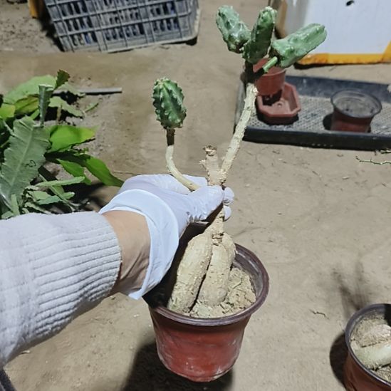 银***狼嫁接多色水仙5点脱土