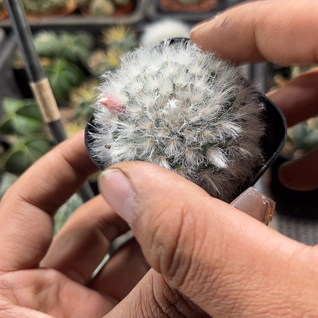 白云高沙单头发货单头