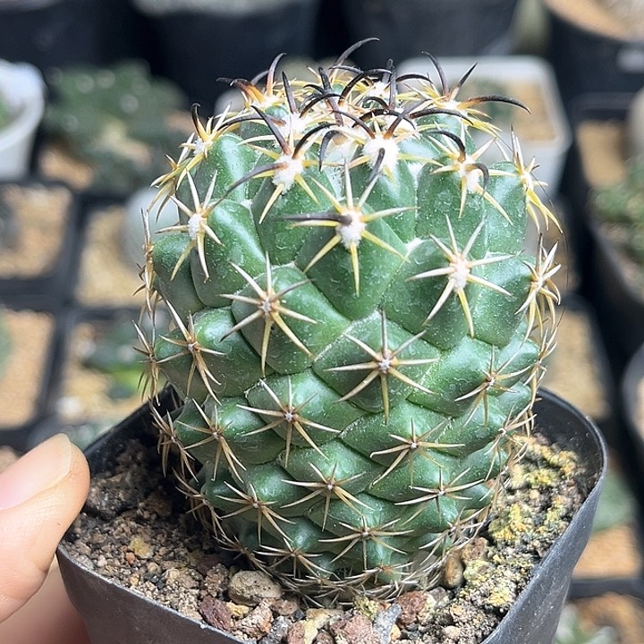 实生黑刺钢钉5.5公分