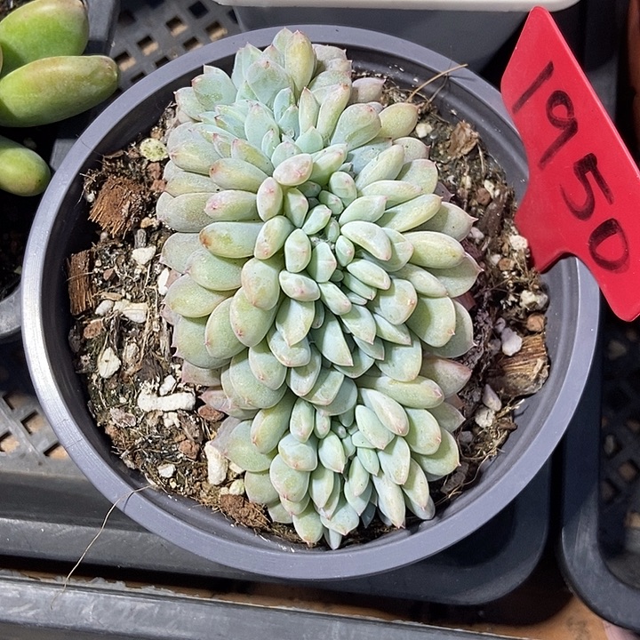多肉植物橙子缀1950