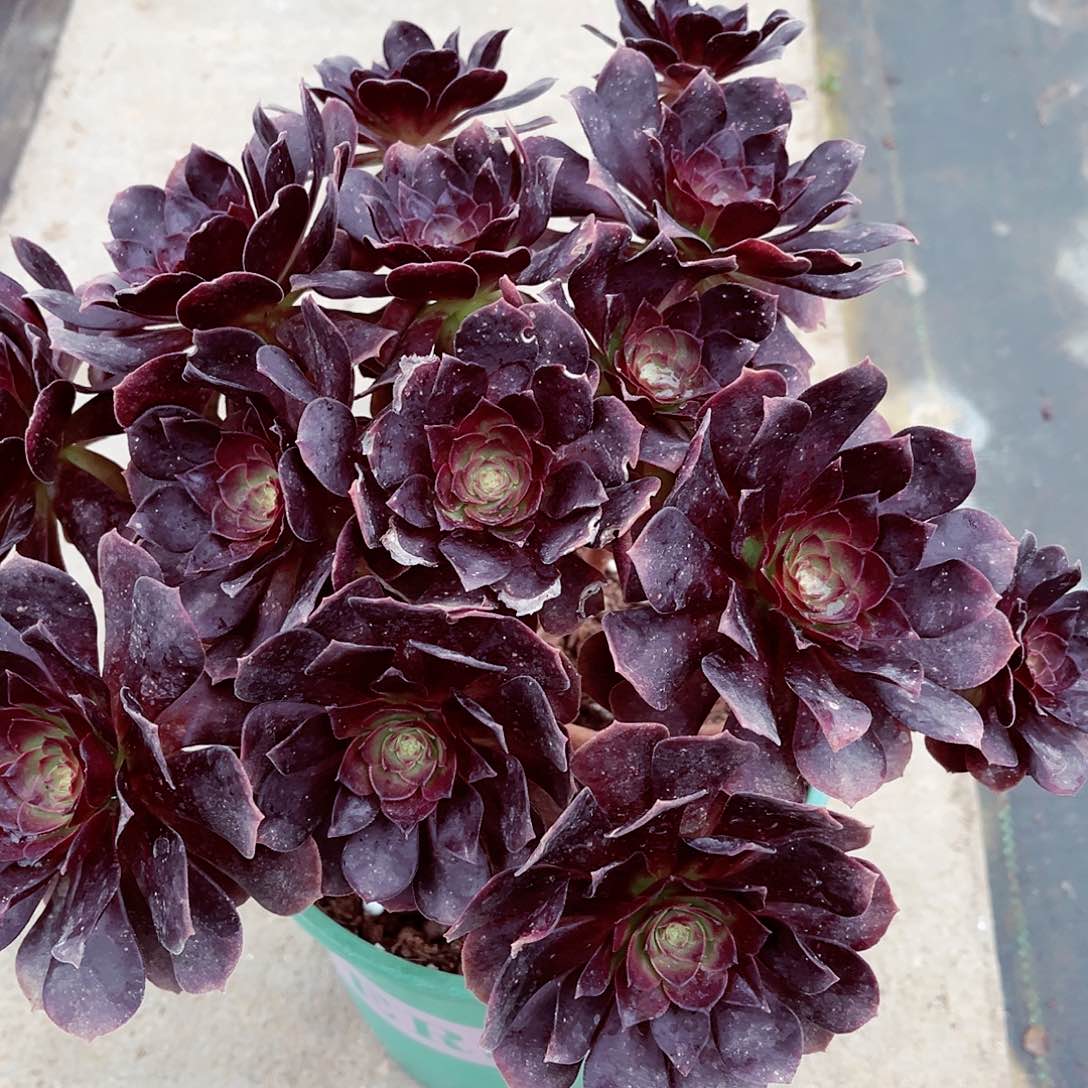 法师多肉植物漂亮漂亮