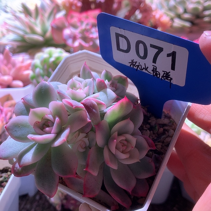 粉水晶群声覆轮锦有根
