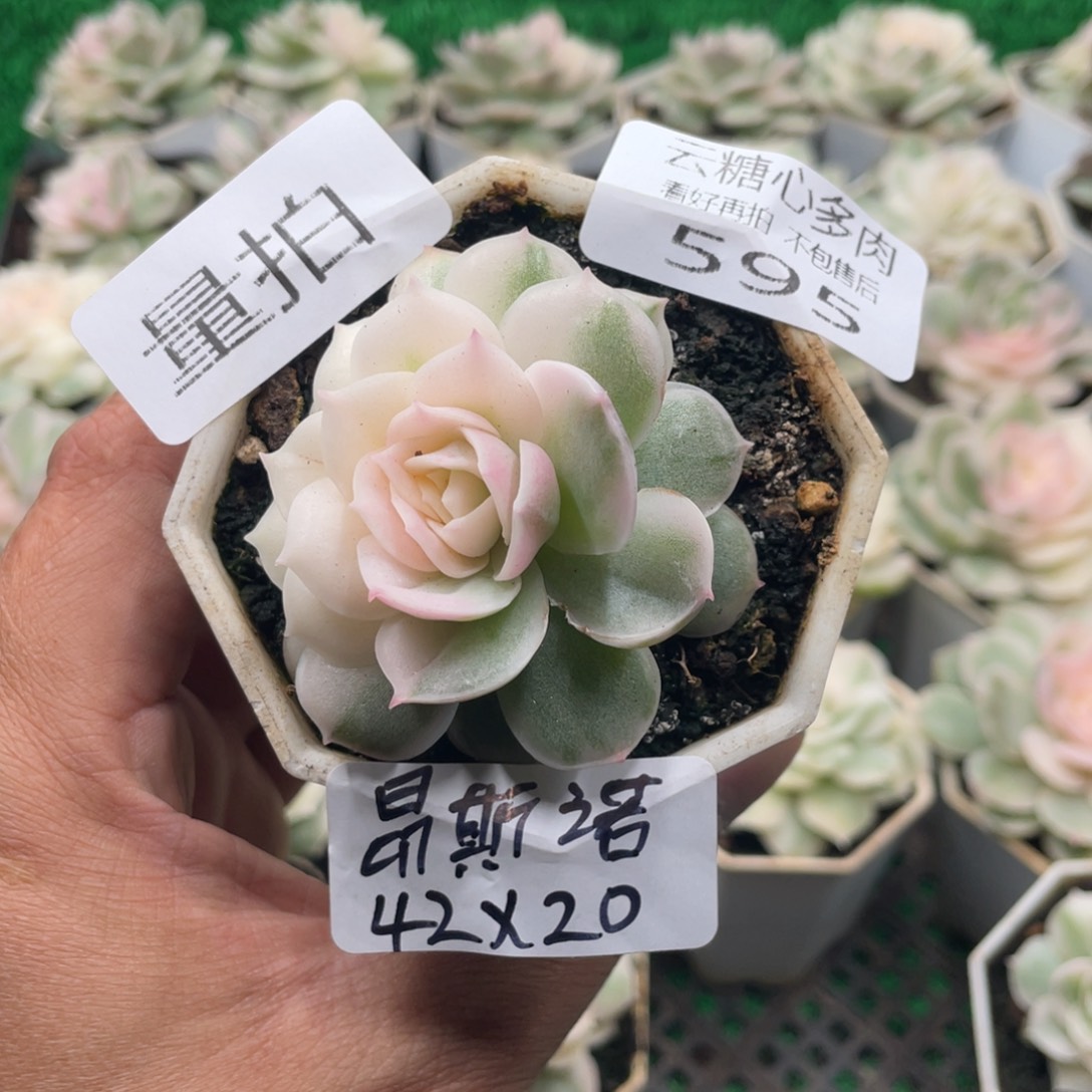 云糖心多肉植物595