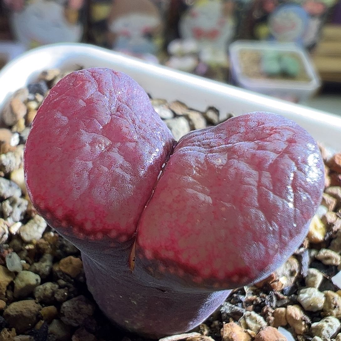 341#。  赤焰杂交红风铃