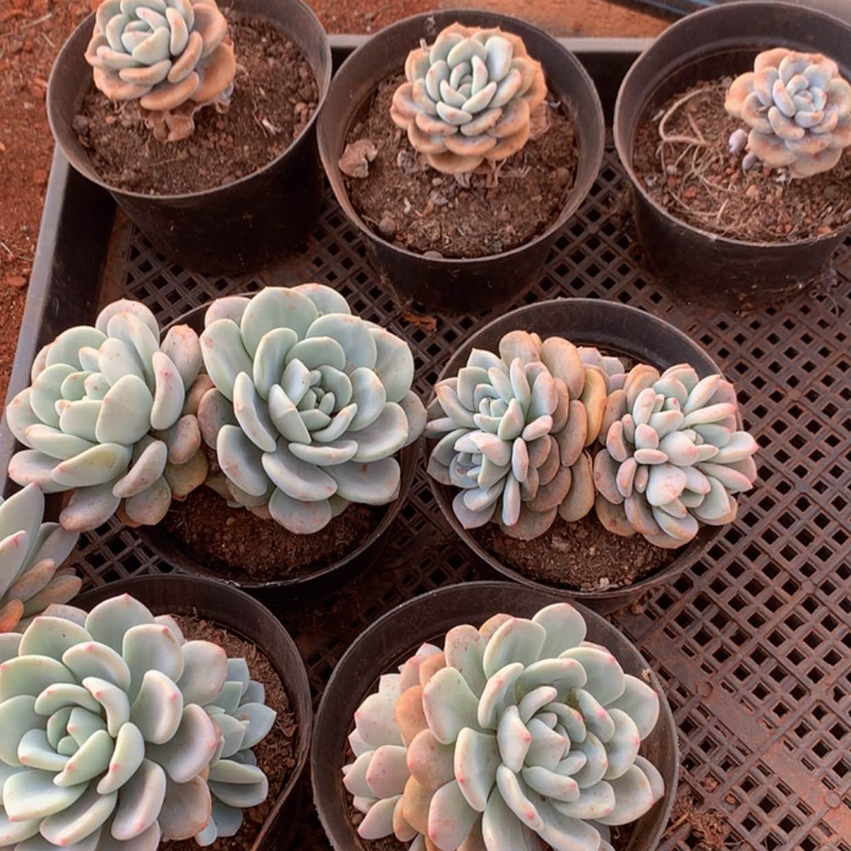 【闪购商品】?***晓云54号