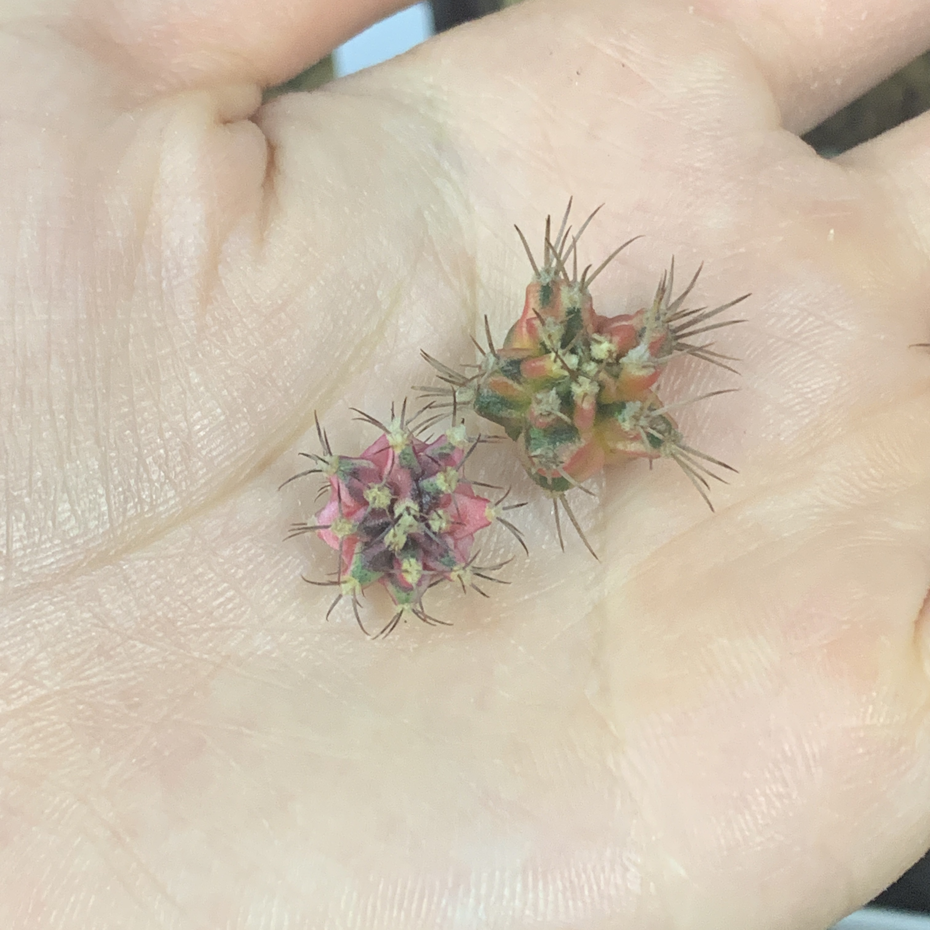母本侧 一物一拍 脱土发货