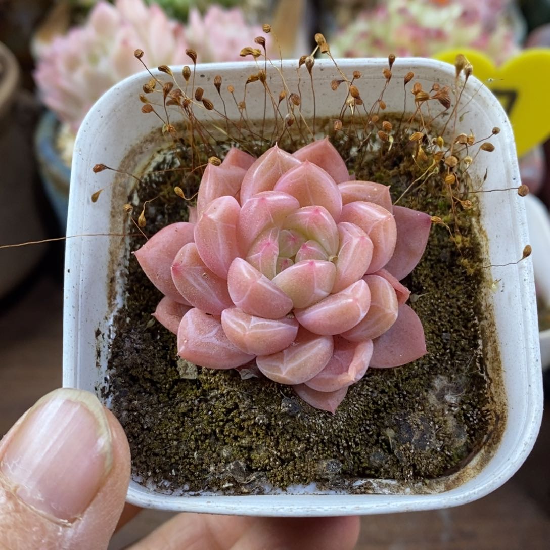 精品多肉一物一拍不包整146